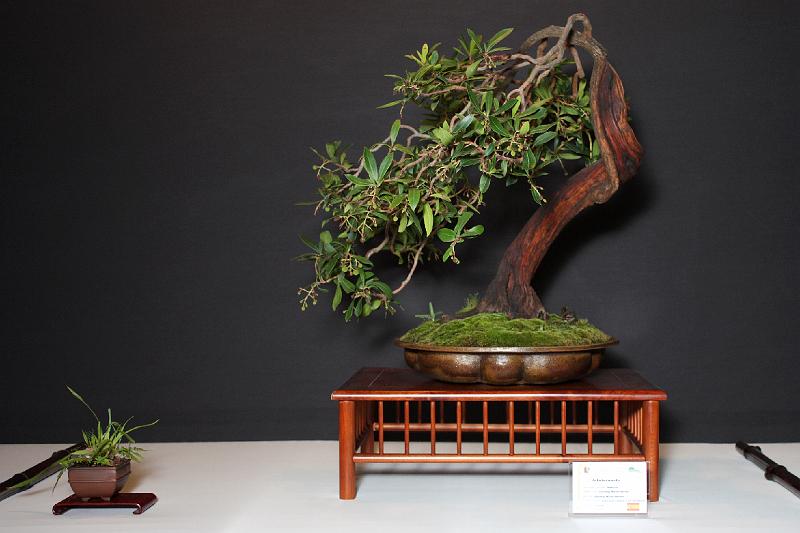 Bonsai, cay the, cay canh nghe thuat, cây cảnh nghệ thuật